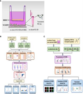 Phenotypic Plasticity Conferred by the Metastatic Microenvironment of the Brain Strengthens the Intracranial Tumorigenicity of Lung Tumor Cells